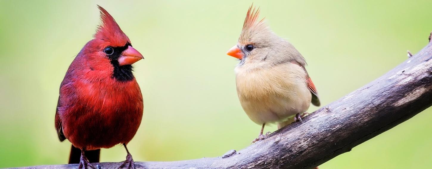 Afbeelding_blog_stress_bij_vogels