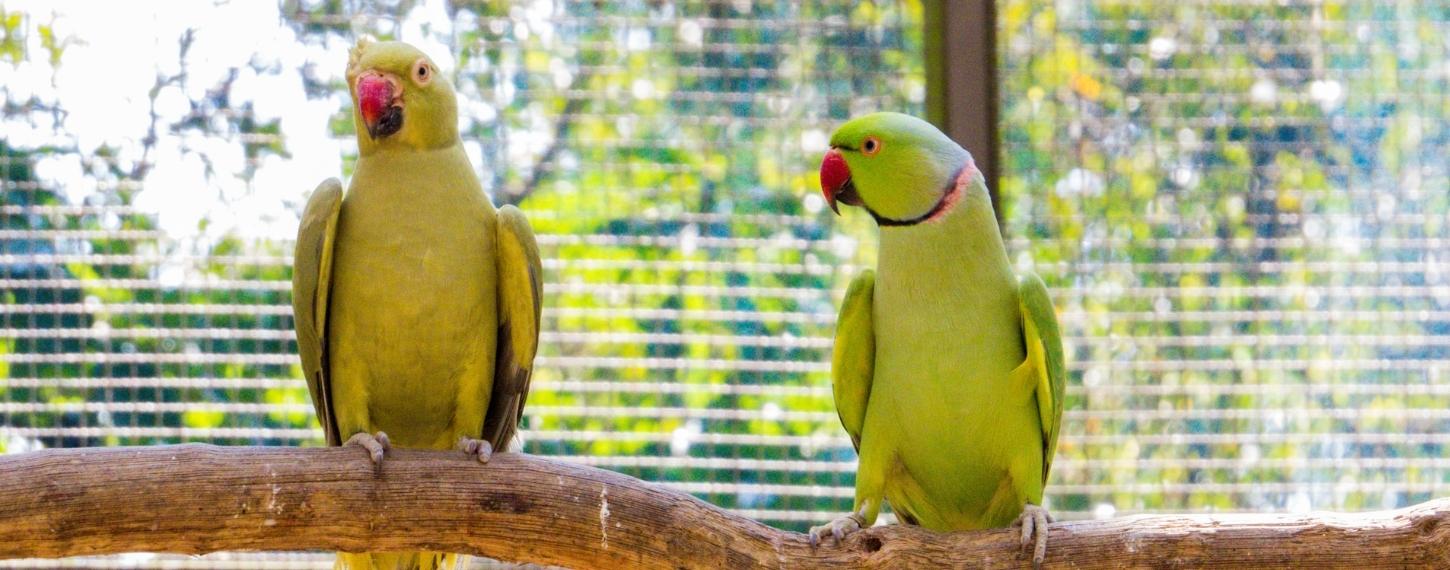 Banner_blog_stress_bij_vogels