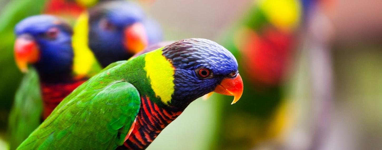 Header_banner_blog_stress_bij_vogels_