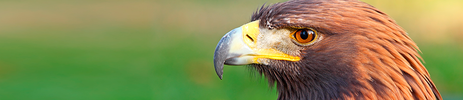 Roofvogels